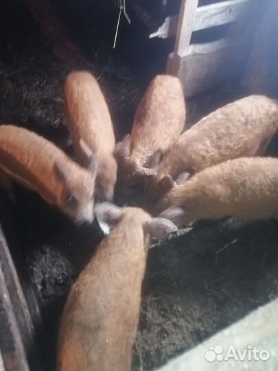 Венгерская мангалица поросята