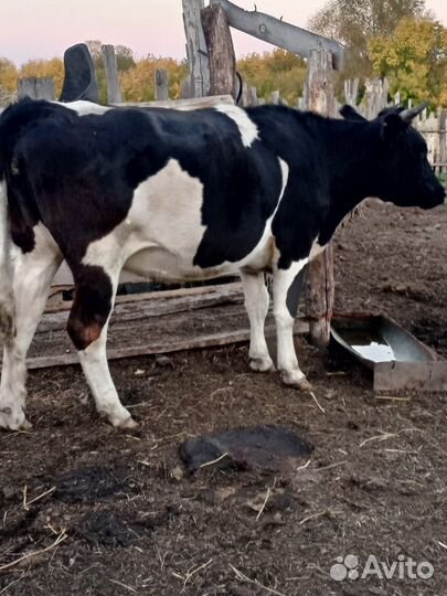 Телка стельная