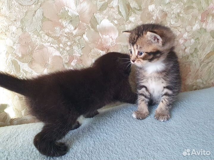 Котята шотландской