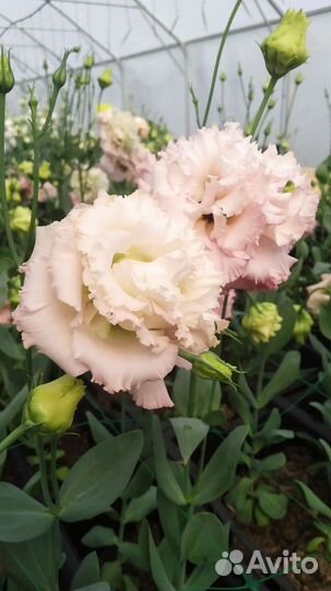 Продажа Эустома (Лизиантус)