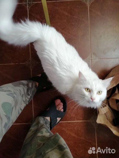 Кошка турецкая ангора в добрые руки