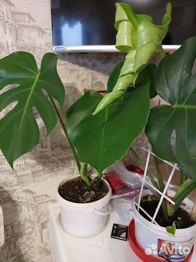 Монстера и другие