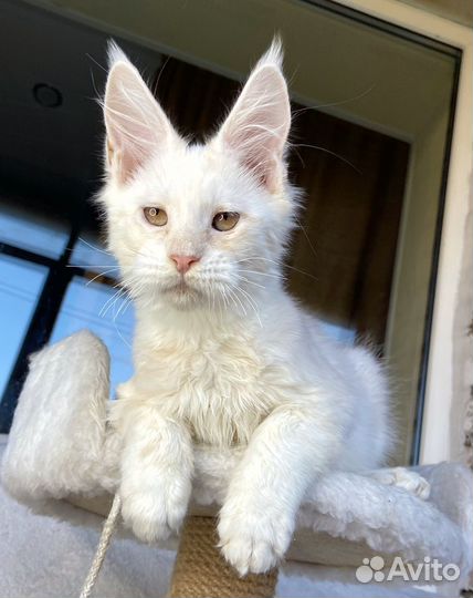 Мейн-кун котик