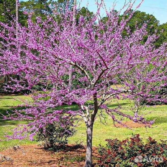 Саженец церциса канадского