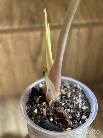 Алоказии разные