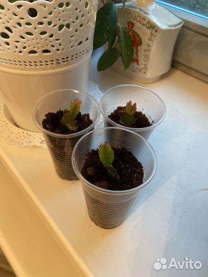 Декабрист шлюмбергера