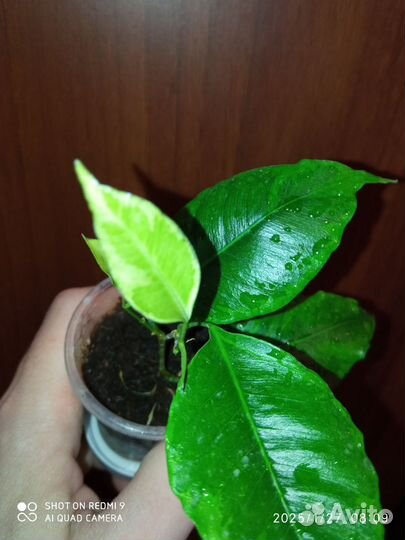 Фикус гибрид Наоми и Анастасия