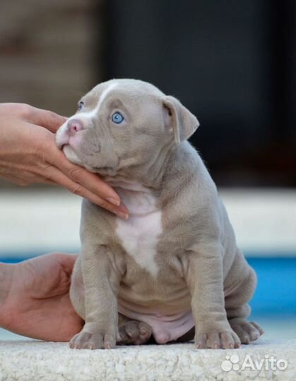 Американский булли