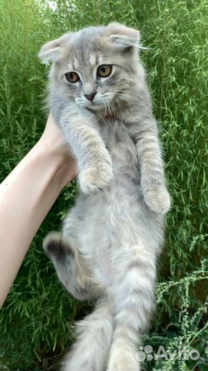 Британские вислоухие