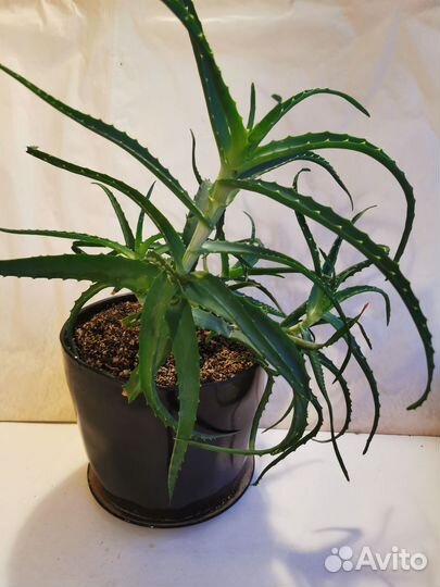 Алоэ в керамическом горшке