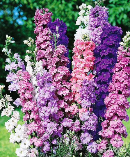 Дельфиниум (семена)