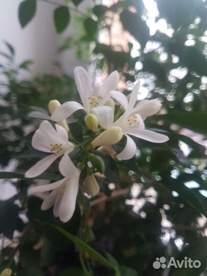 Жасмин муррайя семена для посадки