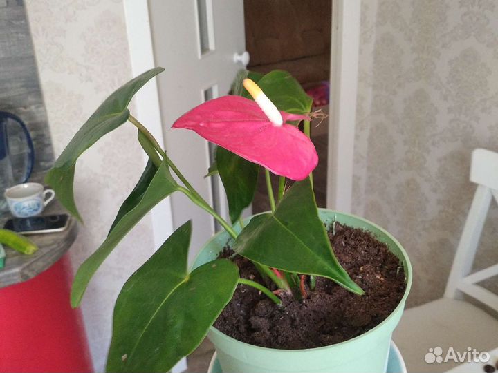 Комнатные цветы антуриум