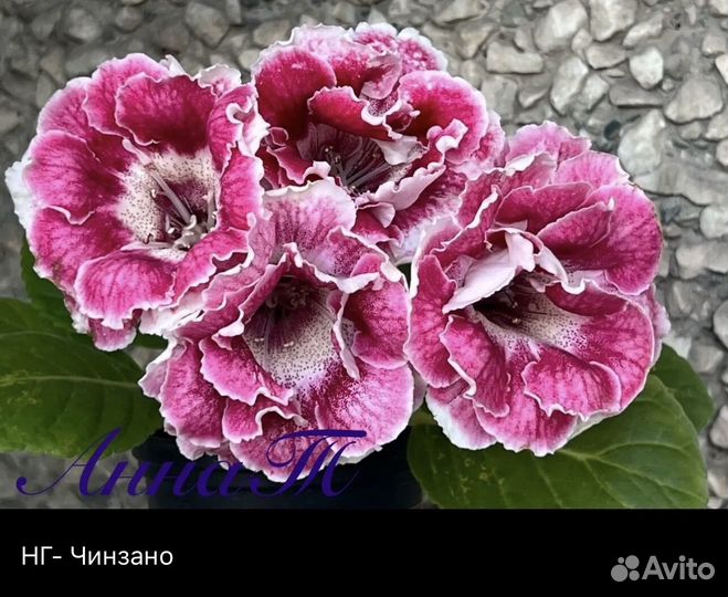 Глоксиния (укорененные листья)