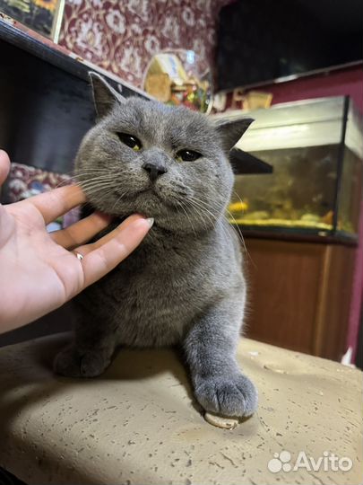Кошк на вязку