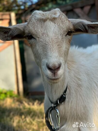 Козочка 4 месяца