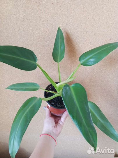 Филодендрон гигант, эванси, краснеющий