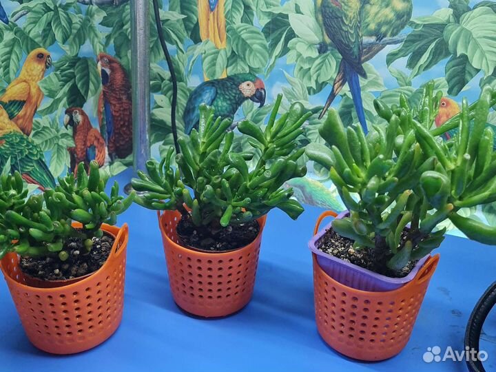 Крассула хоббит