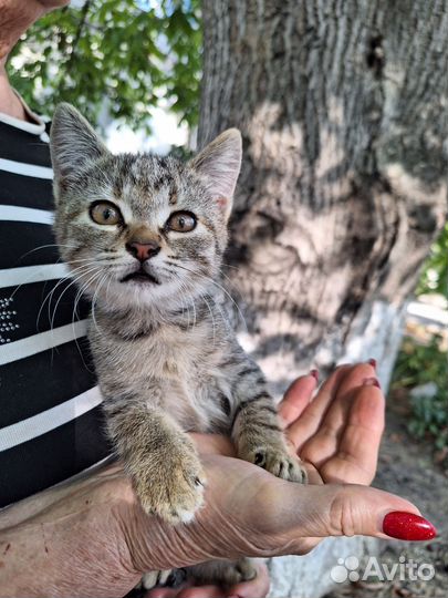 Котята