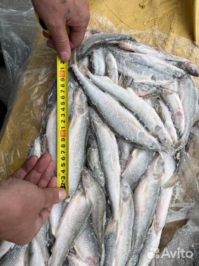 Рыба Корюшка 17см+ опт/розница