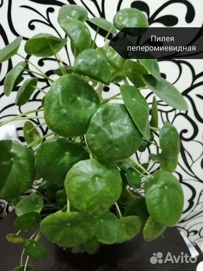 Пилея пеперомиевидная