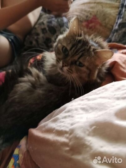 Сибирская кошка