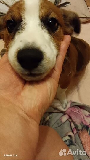 Отдам в добрые руки