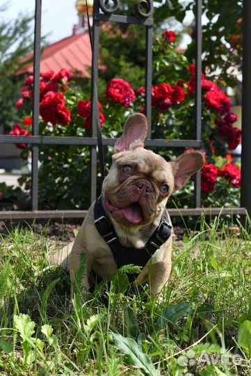 Шоколадный идеальный мальчик