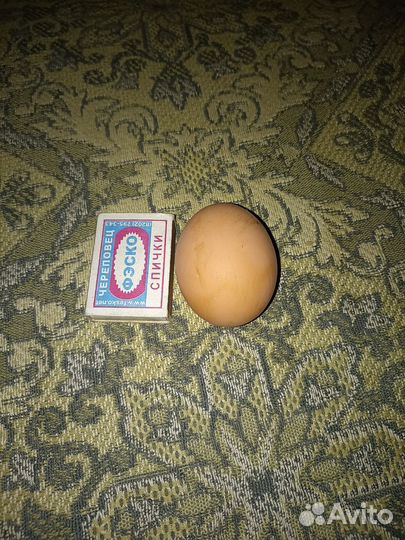 Куры несушки