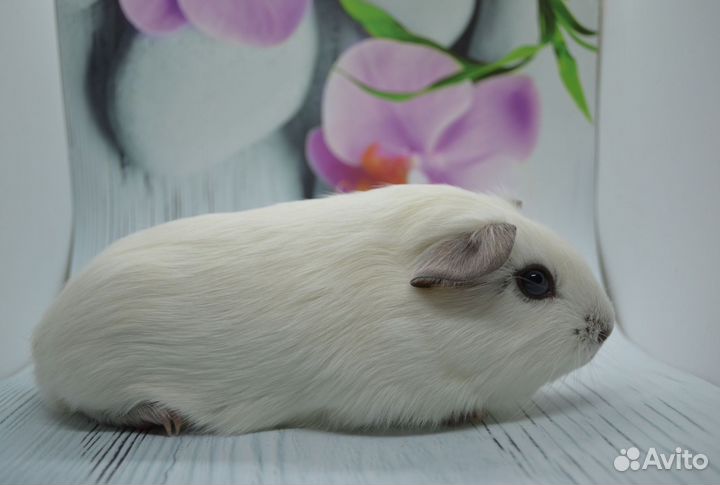 Морская свинка