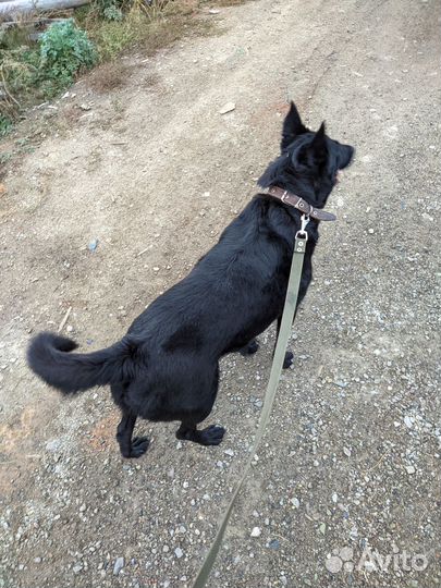 Собаке нужен дом