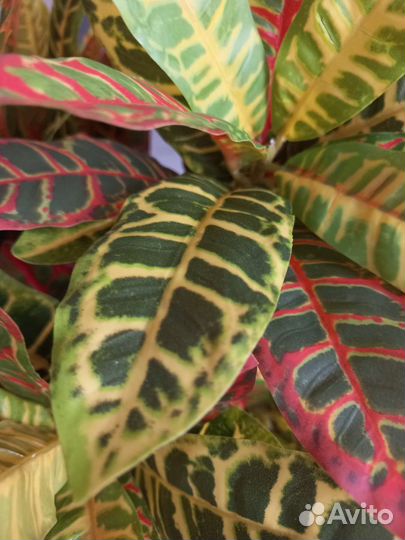 Кротон искусственный