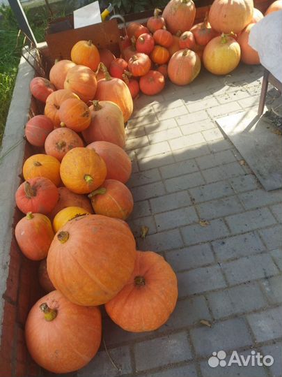 Тыква и картошка на корм