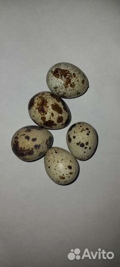 Яйца перепелиные домашние