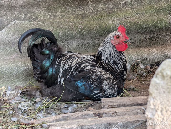 Молодые петухи