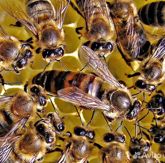 Матки от Карники, Бакфаста F1, пчелопакеты, Кетово