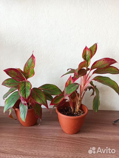 Сортовые аглаонемы