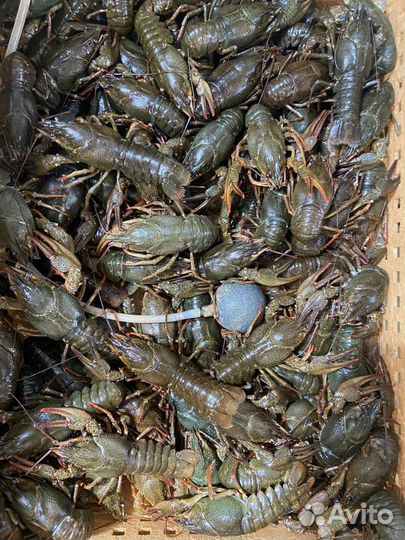 Продукты питания