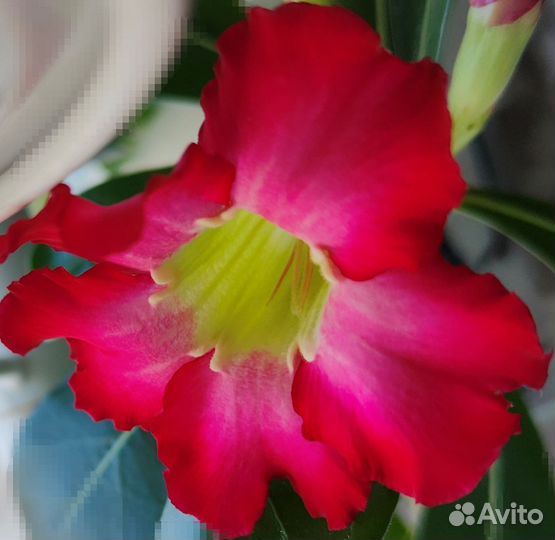 Комнатные цветы Адениумы (малиново-розовый)