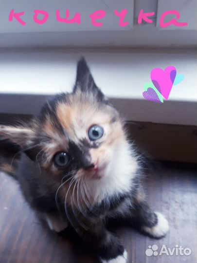 Котенок в дар бесплатно