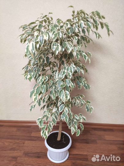Фикус бенджамина