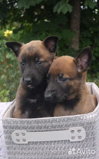 Щенки бельгийской овчарки малинуа