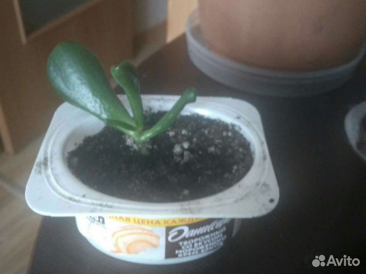 Крассула Хоббит и др