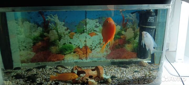 Аквариум с рыбками бу