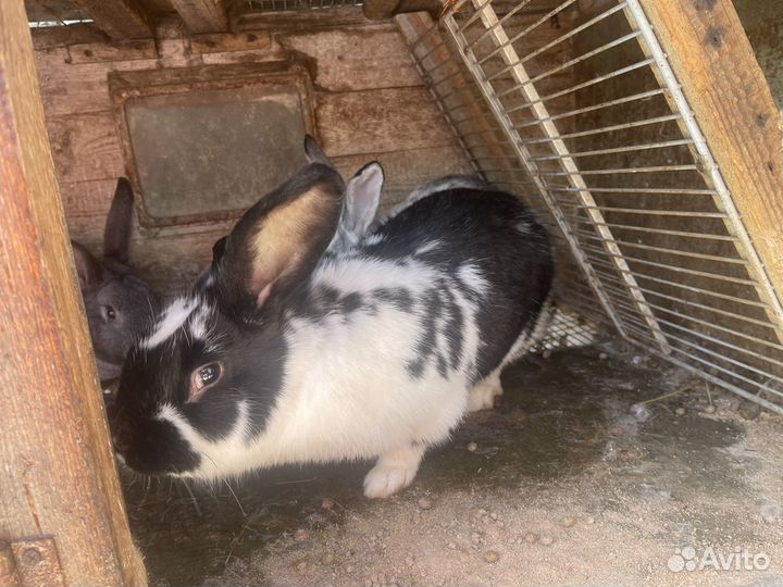 Кролики на развод породы разные