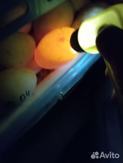 Инкубационное яйцо гусей