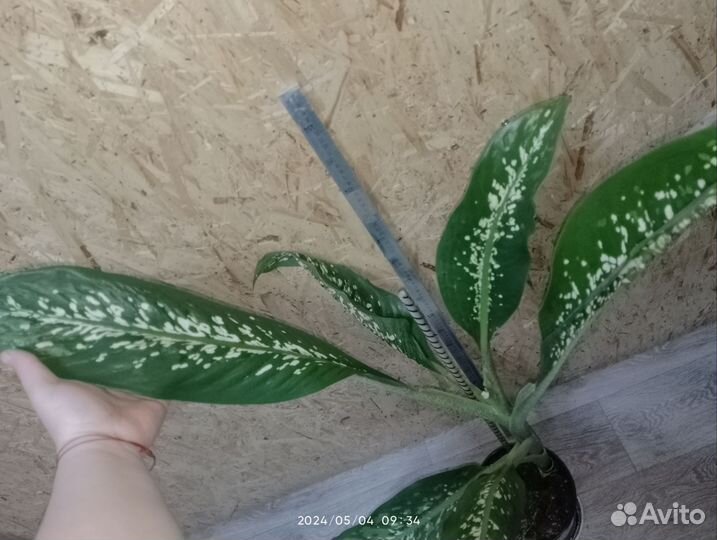 Диффенбахии