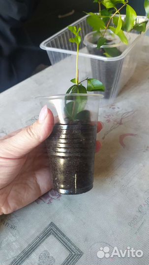 Мирт крупнооистный