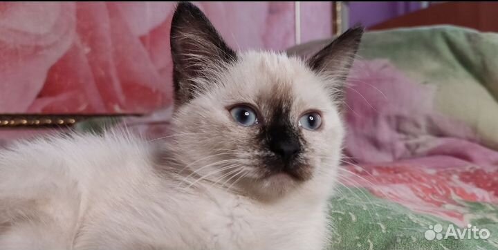 Котенок девочка с голубыми глазами