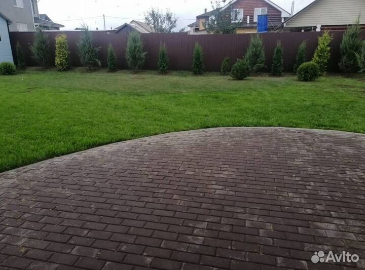 Туя с гарантией приживаемости